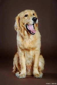 ​养金毛的最大忌讳