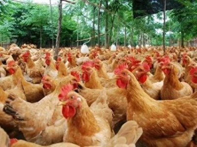 ​养鸡技巧大揭秘：轻松成为养鸡专家