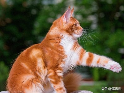 ​小猫刚到家害怕躲起来不出来怎么办