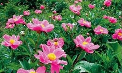 立夏的来历和风俗,立夏的由来20字?图3