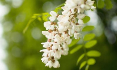 ​洋槐花的药用价值和副作用 洋槐花简单美味又解馋的做法