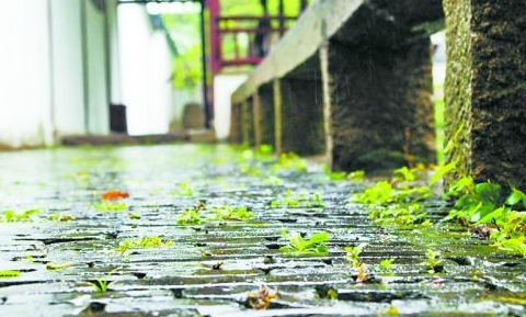 一个雨季等于多少天