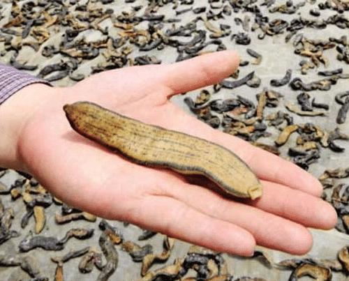 蚂蟥一种让人又爱又恨的生物,这种蚂蟥如果被误食在人体内能繁殖