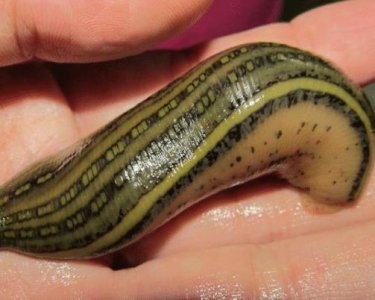 ​蚂蟥一种让人又爱又恨的生物，这种蚂蟥如果被误食在人体内能繁殖