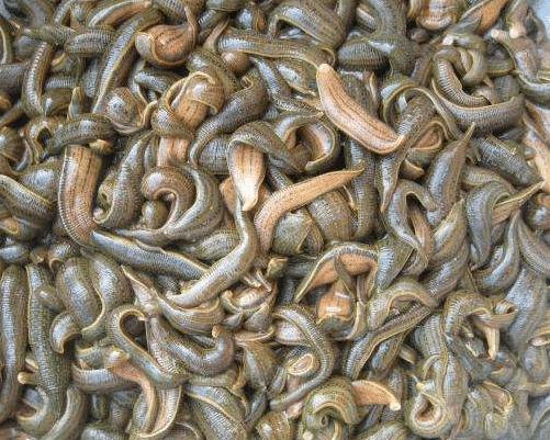 蚂蟥一种让人又爱又恨的生物,这种蚂蟥如果被误食在人体内能繁殖