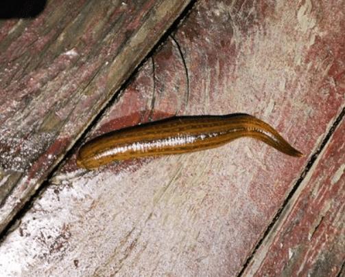 蚂蟥一种让人又爱又恨的生物,这种蚂蟥如果被误食在人体内能繁殖