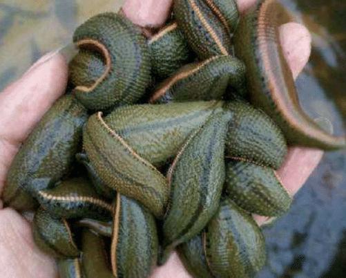 蚂蟥一种让人又爱又恨的生物,这种蚂蟥如果被误食在人体内能繁殖