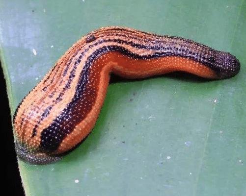 蚂蟥一种让人又爱又恨的生物,这种蚂蟥如果被误食在人体内能繁殖