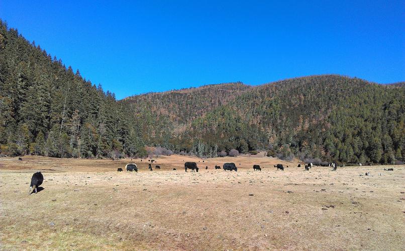 5、云南丽江香格里拉房车露营地坐落于云南省丽江市古城区那依乡那依村北端公路旁,那依村海拔约3600米,属于高原山地草甸型气候区。