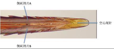 工蜂与雄蜂的关系(工蜂和雄蜂的区别在哪里)
