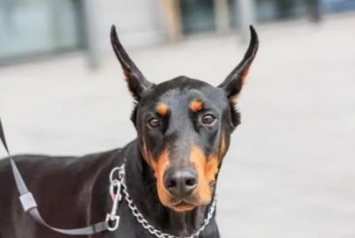 ​猫咪吃葡萄会怎么样猫猫吃葡萄会怎么样