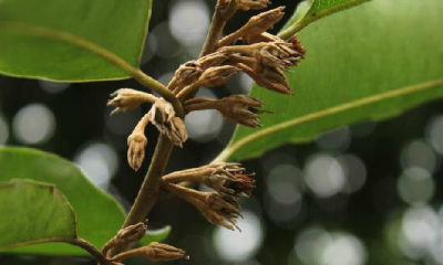 ​金香榄可以直接吃,生橄榄嚼着吃致癌 能不能直接嚼着吃生橄榄呢