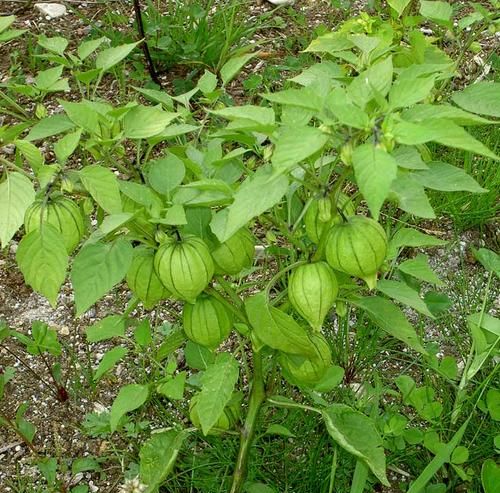 东北菇娘学名是什么