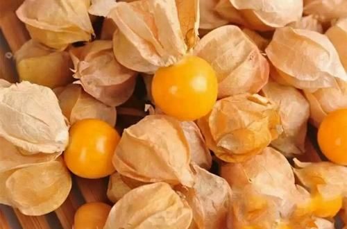 菇娘学名是什么,臭咕咕鸟学名叫什么图4