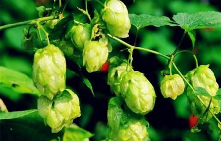 菇娘学名是什么,臭咕咕鸟学名叫什么图3