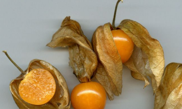 菇娘学名是什么,臭咕咕鸟学名叫什么图1