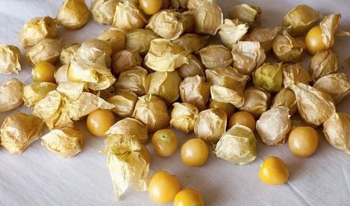 菇娘学名是什么,臭咕咕鸟学名叫什么图5