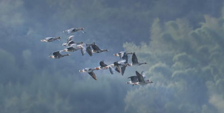 7月大雁往南飞是怎么回事