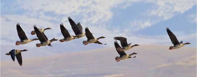 大雁往南飞是因为什么,为什么大雁往南飞是什么生肖?图3