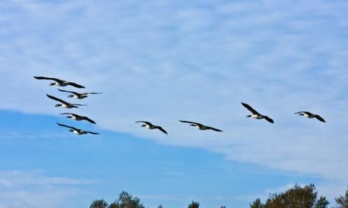 为什么大雁往南飞是什么生肖
