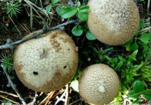 马粪包经常看见,马粪包的功效与作用都有哪些呢?马粪包能吃吗?