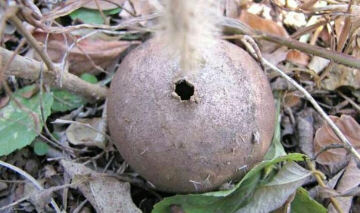 马粪包经常看见,马粪包的功效与作用都有哪些呢?马粪包能吃吗?