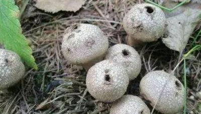 ​马粪包经常看见，马粪包的功效与作用都有哪些呢？马粪包能吃吗？