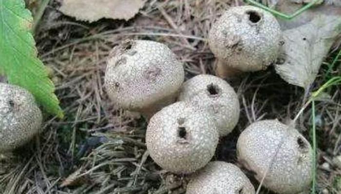 马粪包经常看见,马粪包的功效与作用都有哪些呢?马粪包能吃吗?