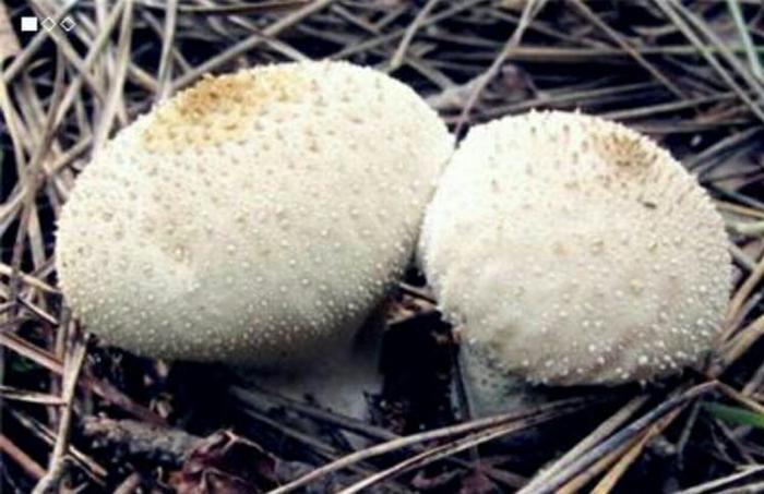 马粪包经常看见,马粪包的功效与作用都有哪些呢?马粪包能吃吗?