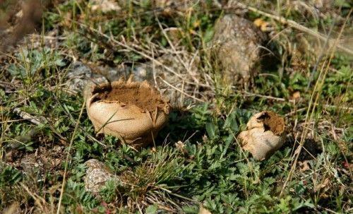 马粪包经常看见,马粪包的功效与作用都有哪些呢?马粪包能吃吗?