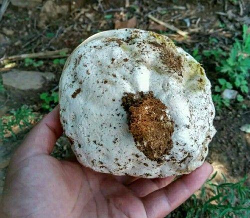 马粪包经常看见,马粪包的功效与作用都有哪些呢?马粪包能吃吗?