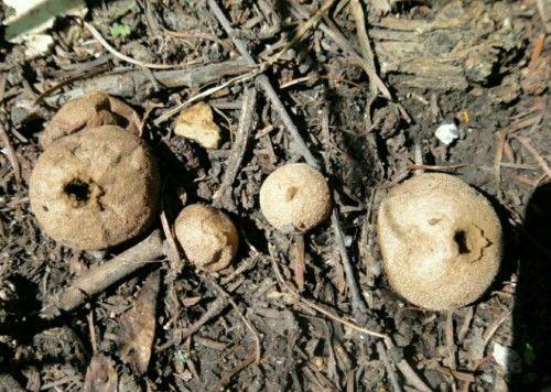 马粪包经常看见,马粪包的功效与作用都有哪些呢?马粪包能吃吗?