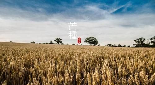 2025年的芒种是哪一天