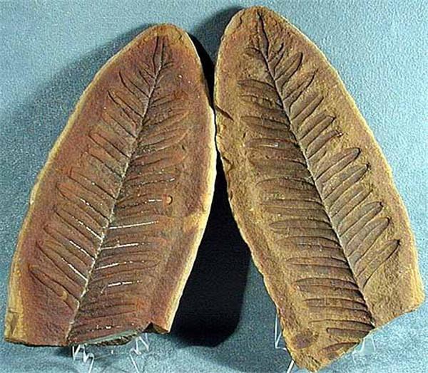 植物的化石的主要特征