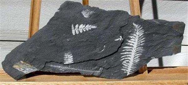 植物的化石的主要特征