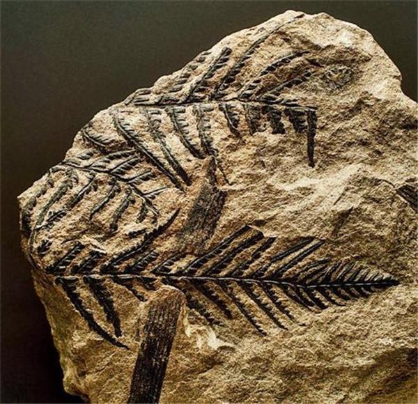 植物的化石的主要特征