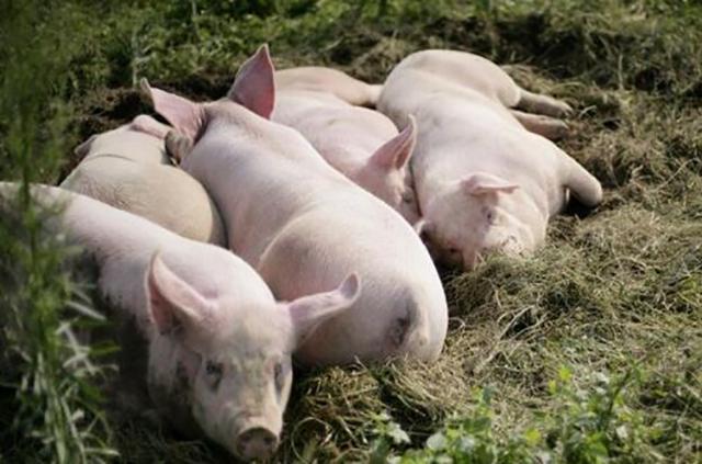 你只知道吃猪肉?这10个关于猪的冷知识让你颠覆世界观!