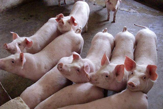 你只知道吃猪肉?这10个关于猪的冷知识让你颠覆世界观!