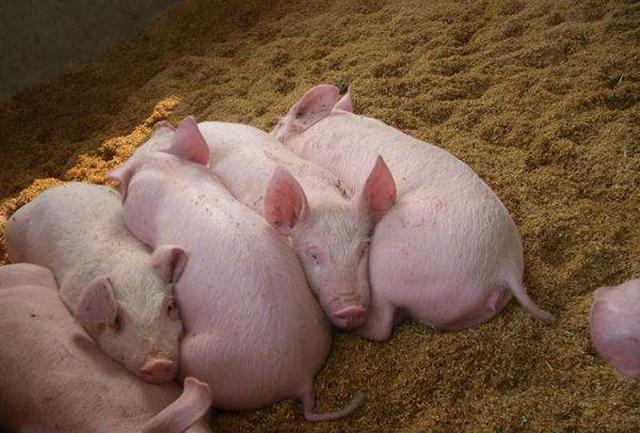 你只知道吃猪肉?这10个关于猪的冷知识让你颠覆世界观!