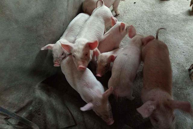 你只知道吃猪肉?这10个关于猪的冷知识让你颠覆世界观!