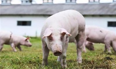 ​你只知道吃猪肉？这10个关于猪的冷知识让你颠覆世界观！