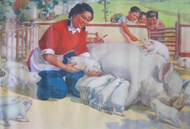 你只知道吃猪肉?这10个关于猪的冷知识让你颠覆世界观!