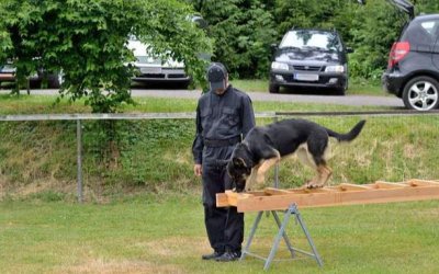 ​一个”暴利“行业，训犬师每月能赚多少？答案可能出乎你的意料！