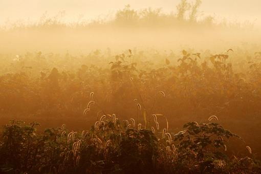 写寒露的诗有哪些?