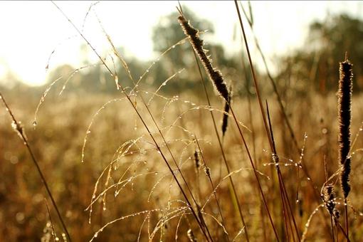 写寒露的诗有哪些?