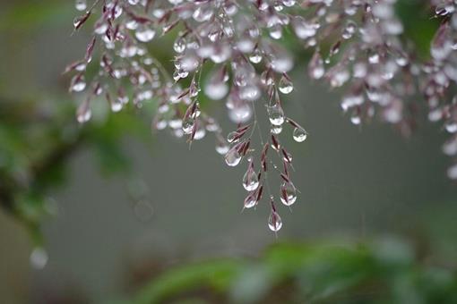 写寒露的诗有哪些?