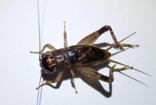 蟋蟀吃什么,蟋蟀吃什么食物最好?图4