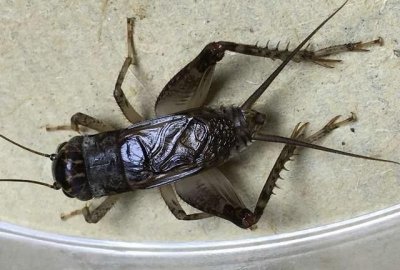 ​蟋蟀吃什么，蟋蟀吃什么食物最好？
