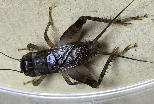 蟋蟀吃什么,蟋蟀吃什么食物最好?图1