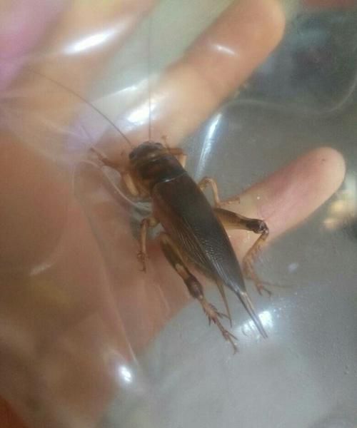 蟋蟀是吃什么的